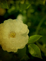 Flower - 2010