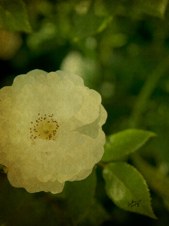 Flower - 2010